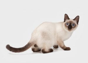 cats-origins-and-history