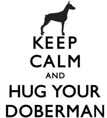 Tegning av en Dobermann hund med teksten keep calm and hug your Doberman