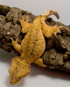 Sandfarvet kranset gekko på en gren