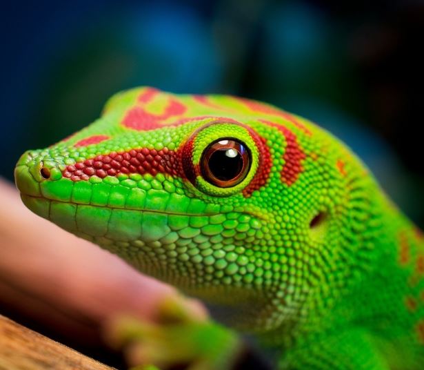 Hode av stor daggekko med grønn og rød farve