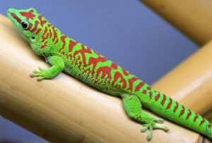 Stor Daggekko i klar grønn farve med råde prikker på en bambusgren