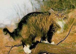 En skogkatt på en trestokk