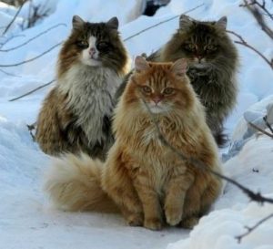 Tre skogkatter som sitter ute i snøen