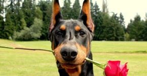 Dobermann med en rød rose i munnen