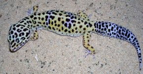 Bilde av leopardgekko med prikkete mønster