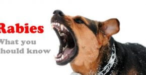 En hund med rabies. Teksten rabies what you should know