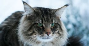 En skogkatt
