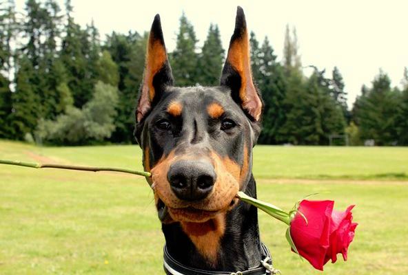 Dobermann med en rød rose i munnen