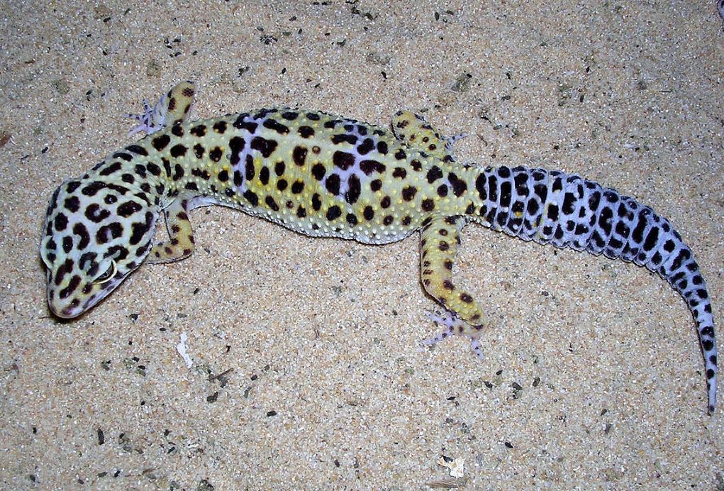 Bilde av leopardgekko med prikkete mønster
