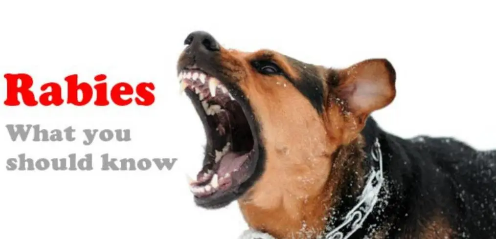 En hund med rabies. Teksten rabies what you should know
