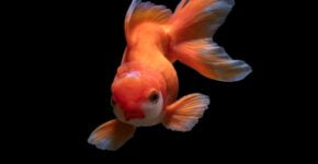 Dette skal du vite om fisk som kjæledyr